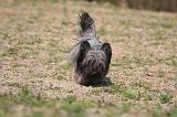 SKYE TERRIER 098
